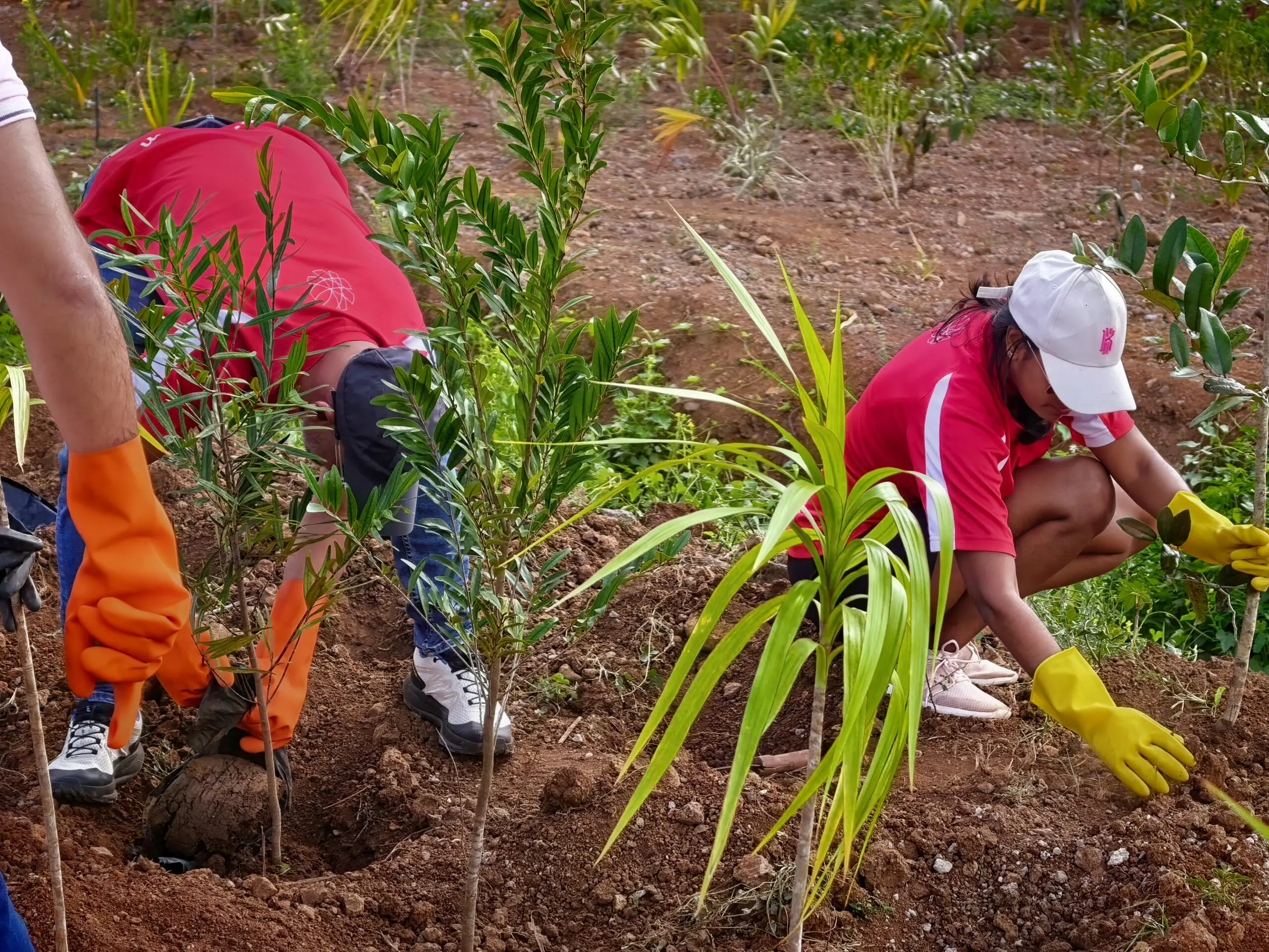 Mauritius - Tiny Forest plantings at Beau Plan